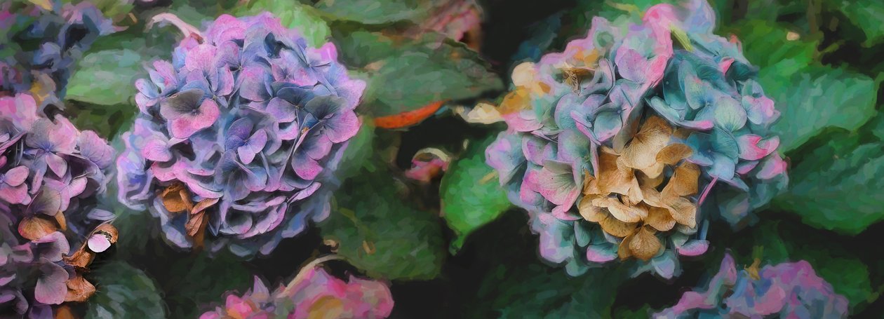 Hortenzie, 2018, od Helen White