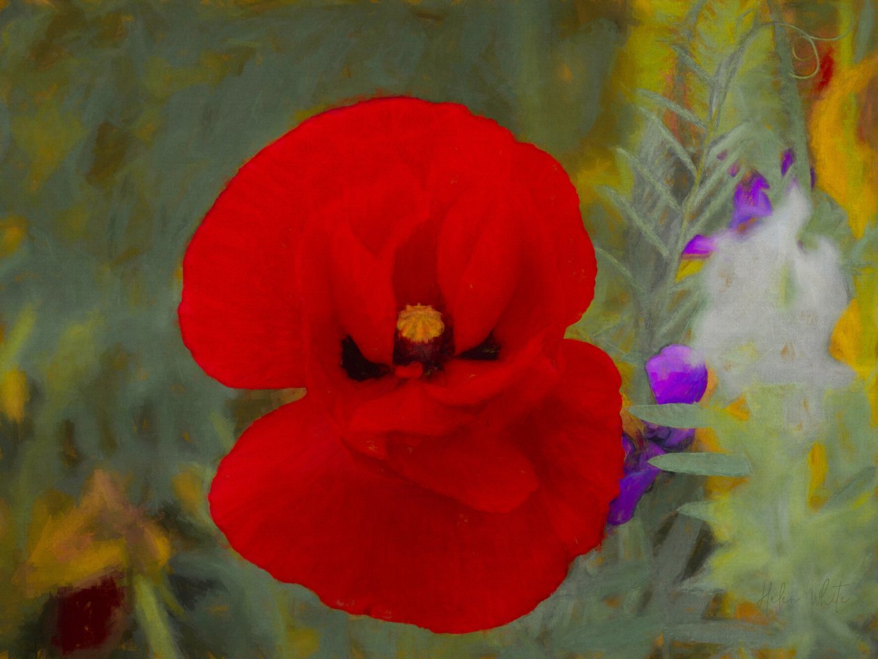 Scarlet, 2019 od Helen White