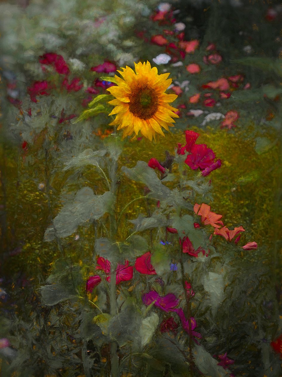 Král slunce, 2019 od Helen White