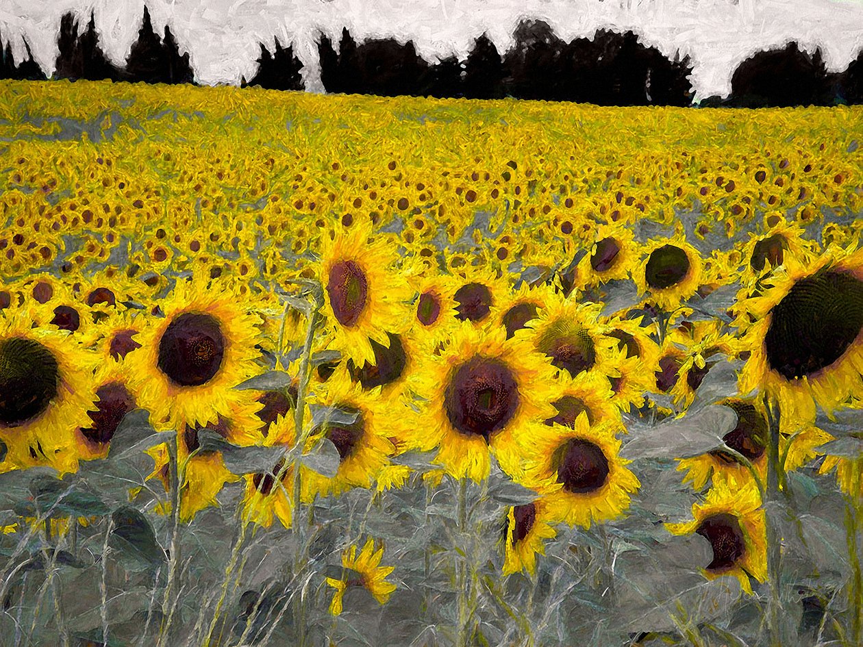 Sunny-Sided Hill, 2019 od Helen White