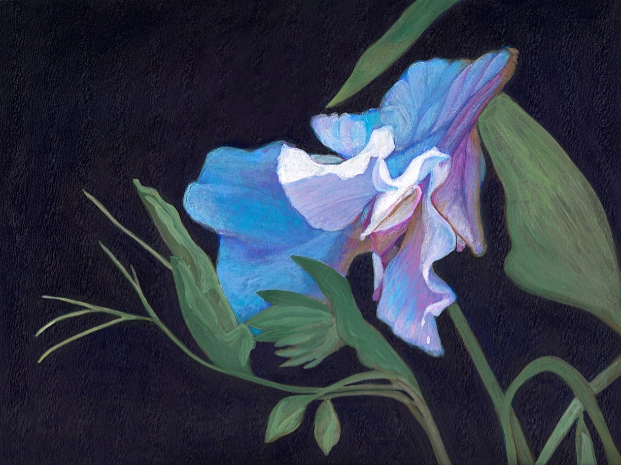 Sweet Pea, 2020 (akryl na palubě) od Helen White