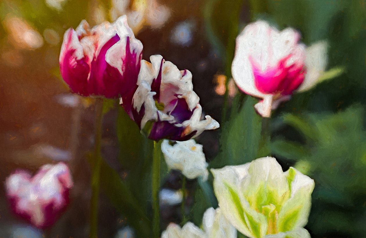 Tulip Patch, 2019 od Helen White