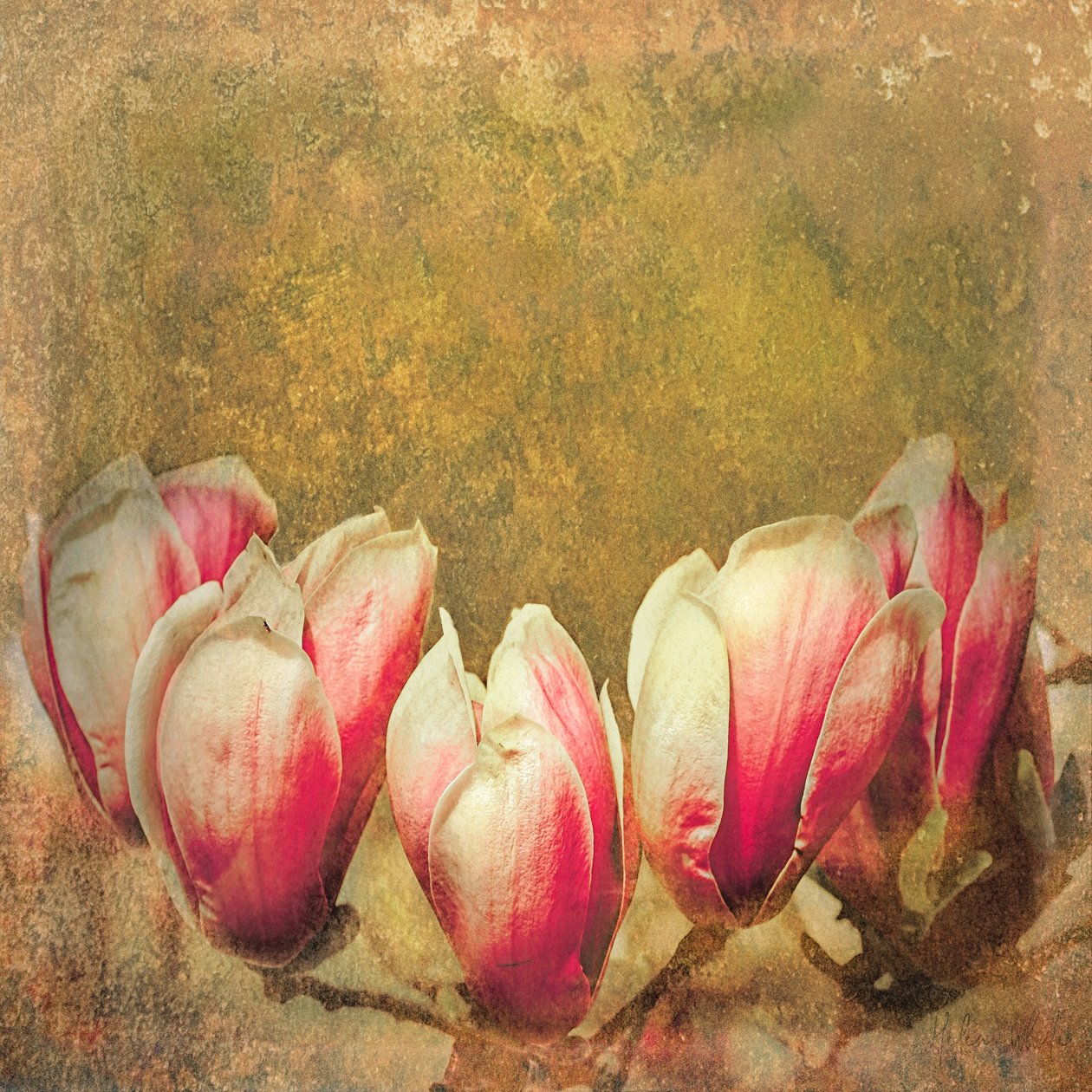 Vintage Magnolia; 2019 od Helen White