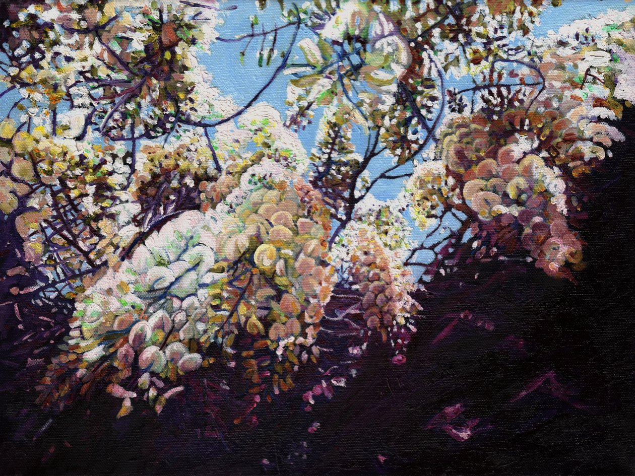 Bílá vistárie, 2012, od Helen White