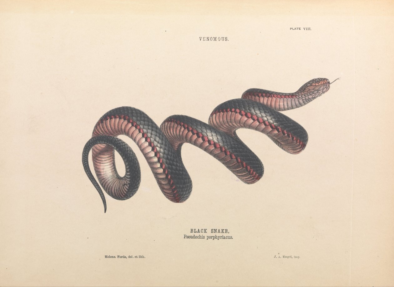 Černý had, Pseudechis porphyriacus od Helena Forde