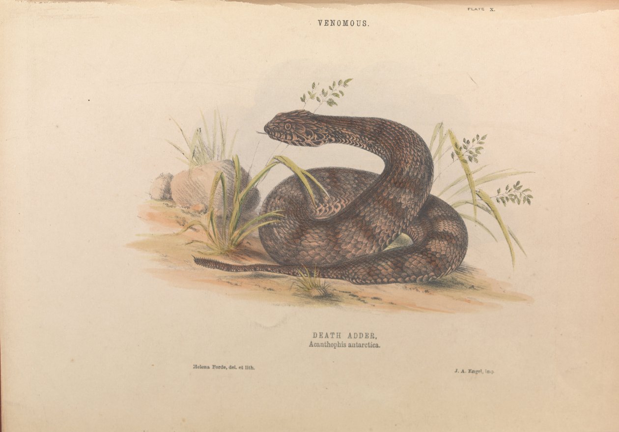 Death Adder, Acanthophis antarctica od Helena Forde