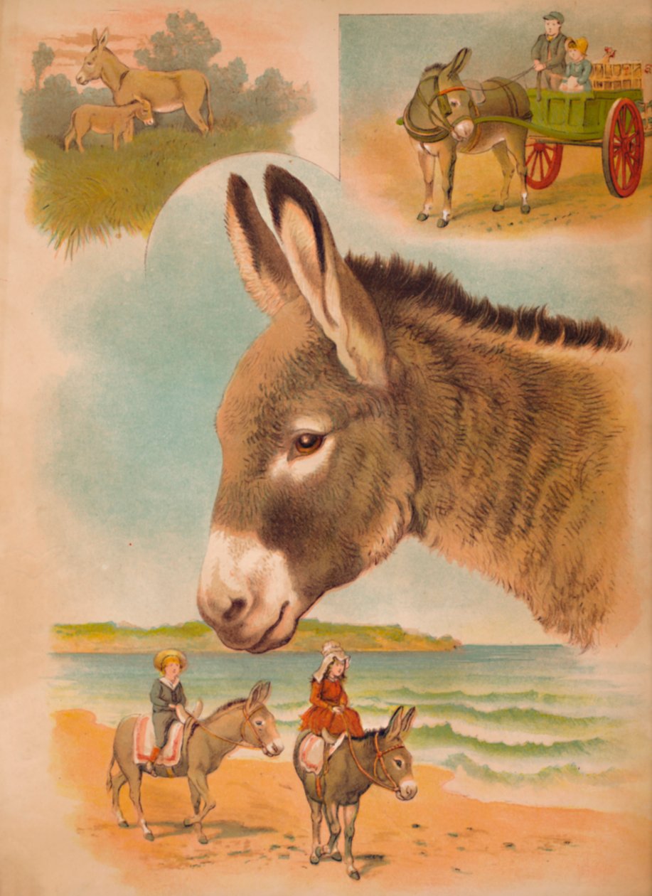 The Donkey, c1900 od Helena J. Maguire