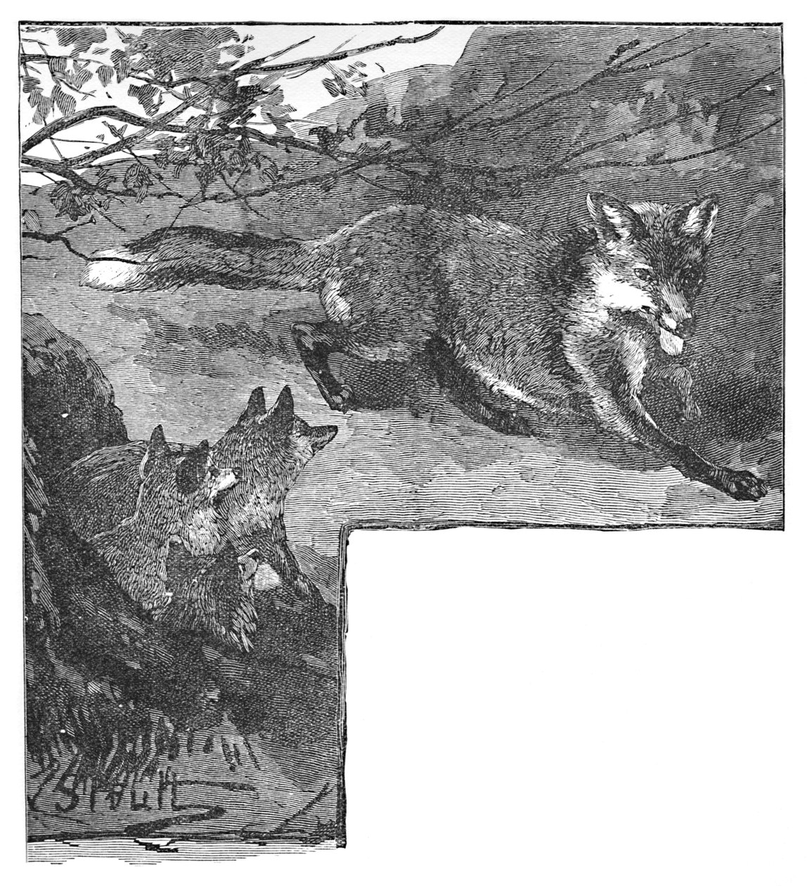 Liška a její mláďata, c1900 od Helena J. Maguire