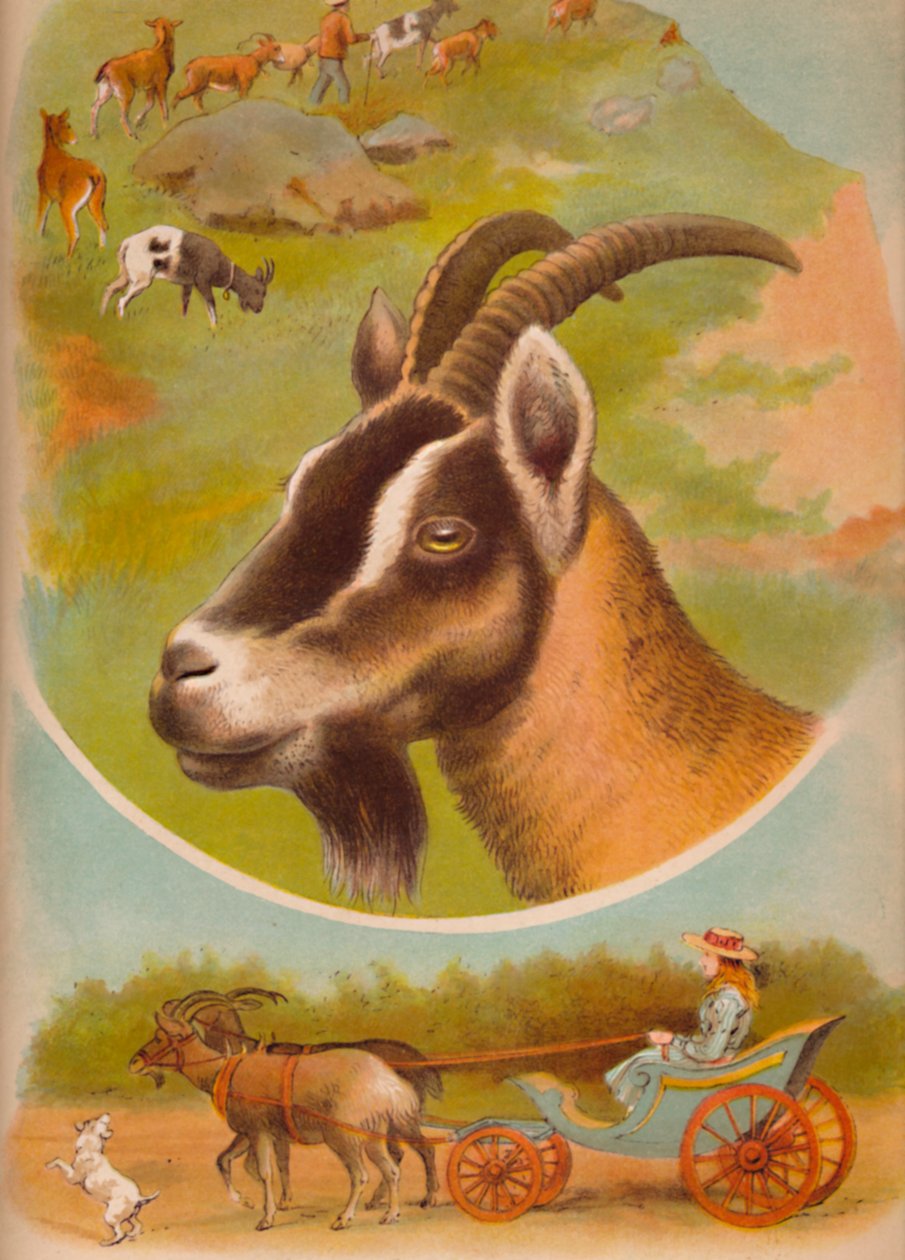 Koza, c1900 od Helena J. Maguire