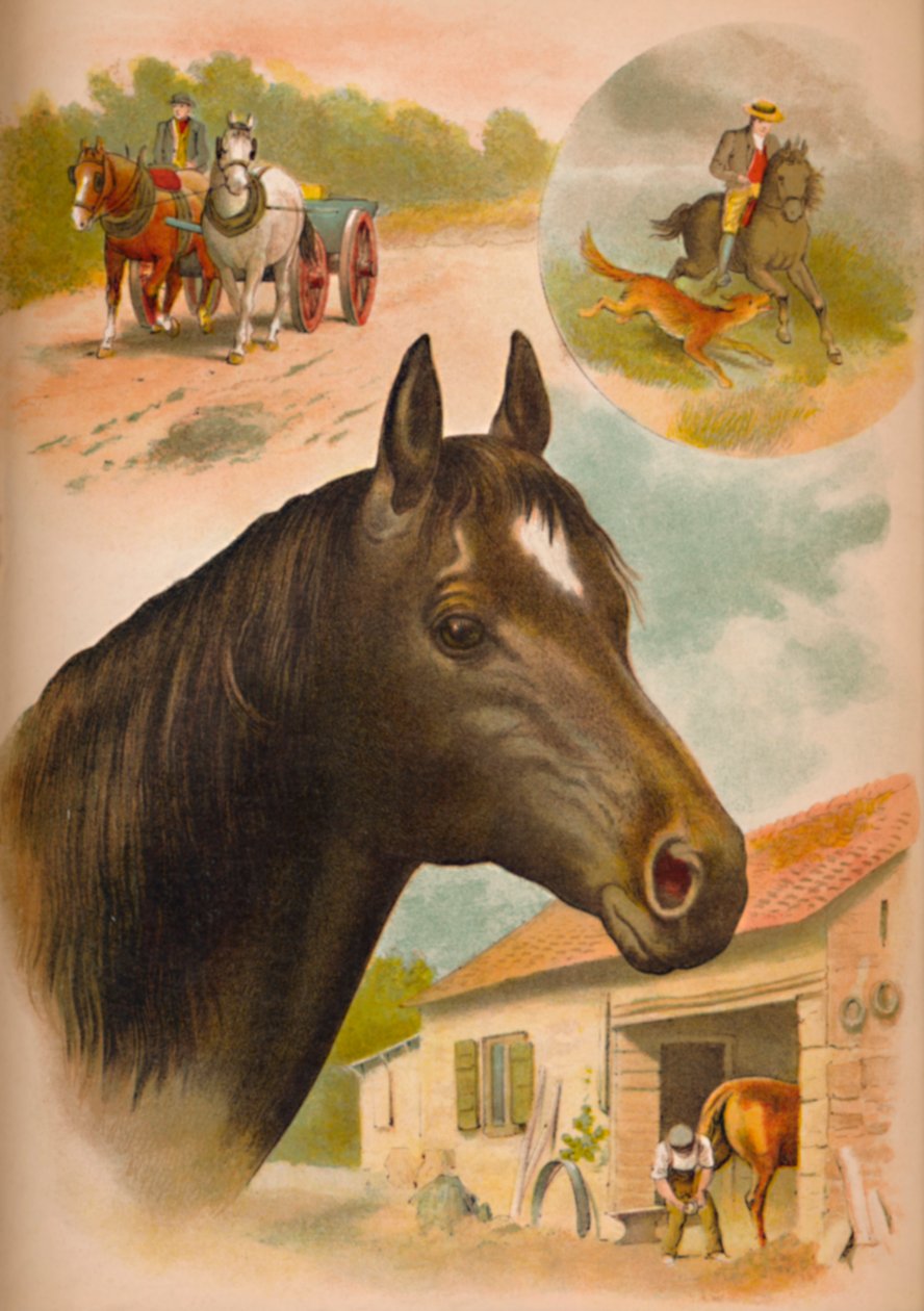 Kůň, c1900 od Helena J. Maguire