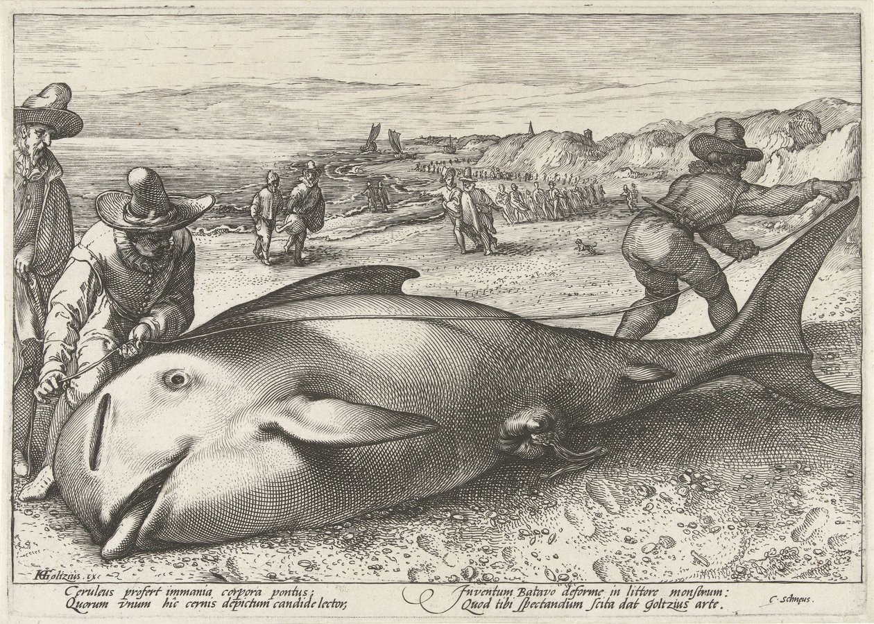 Uvízlý pilot velryba na pláži v Zandvoort, 1594 od Hendrick Goltzius (workshop of)