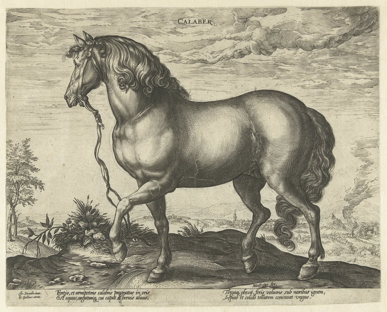 Kůň z Kalábrie Calaber (název na objektu) Plemena koní z královské stáje Dona Juana z Rakouska (název seriálu) od Hendrick Goltzius