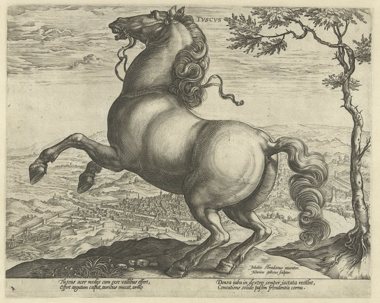 Kůň z Toskánska tvscvs (název na objektu) Plemena koní z královské stáje Dona Juana z Rakouska (název seriálu) od Hendrick Goltzius