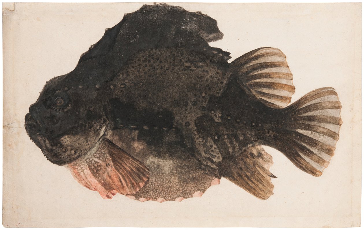 Studie samce vranky od Hendrick Goltzius