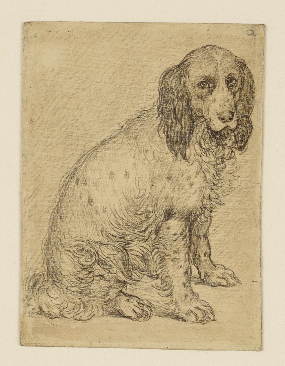 Sedící drentský lovecký pes od Hendrick Goltzius