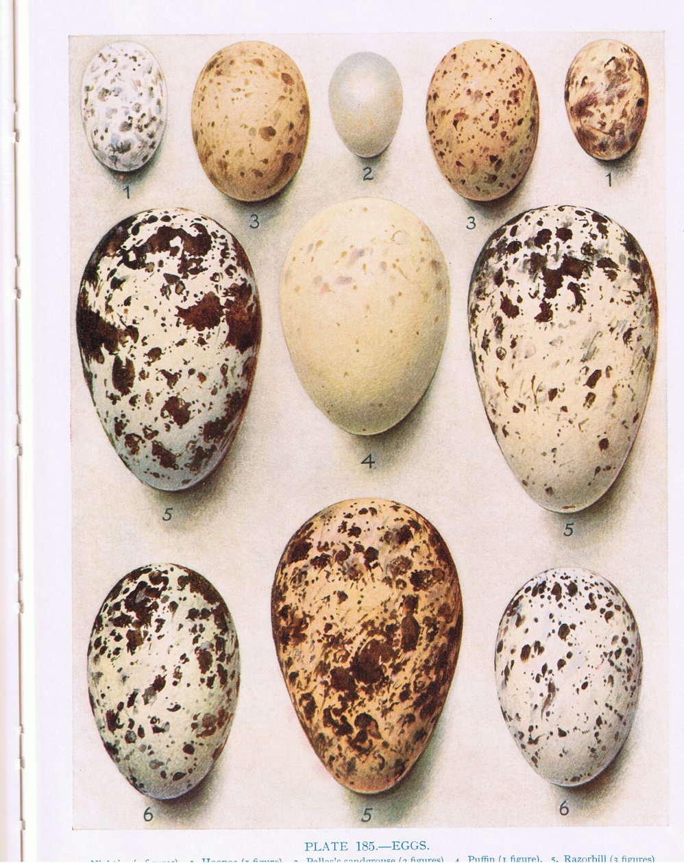 Eggs:Cuckoo:atd, ilustrace z 