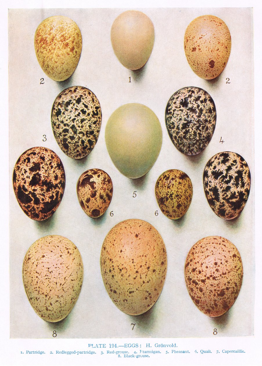 Vejce: Curlew: Drop velký: atd., ilustrace z 