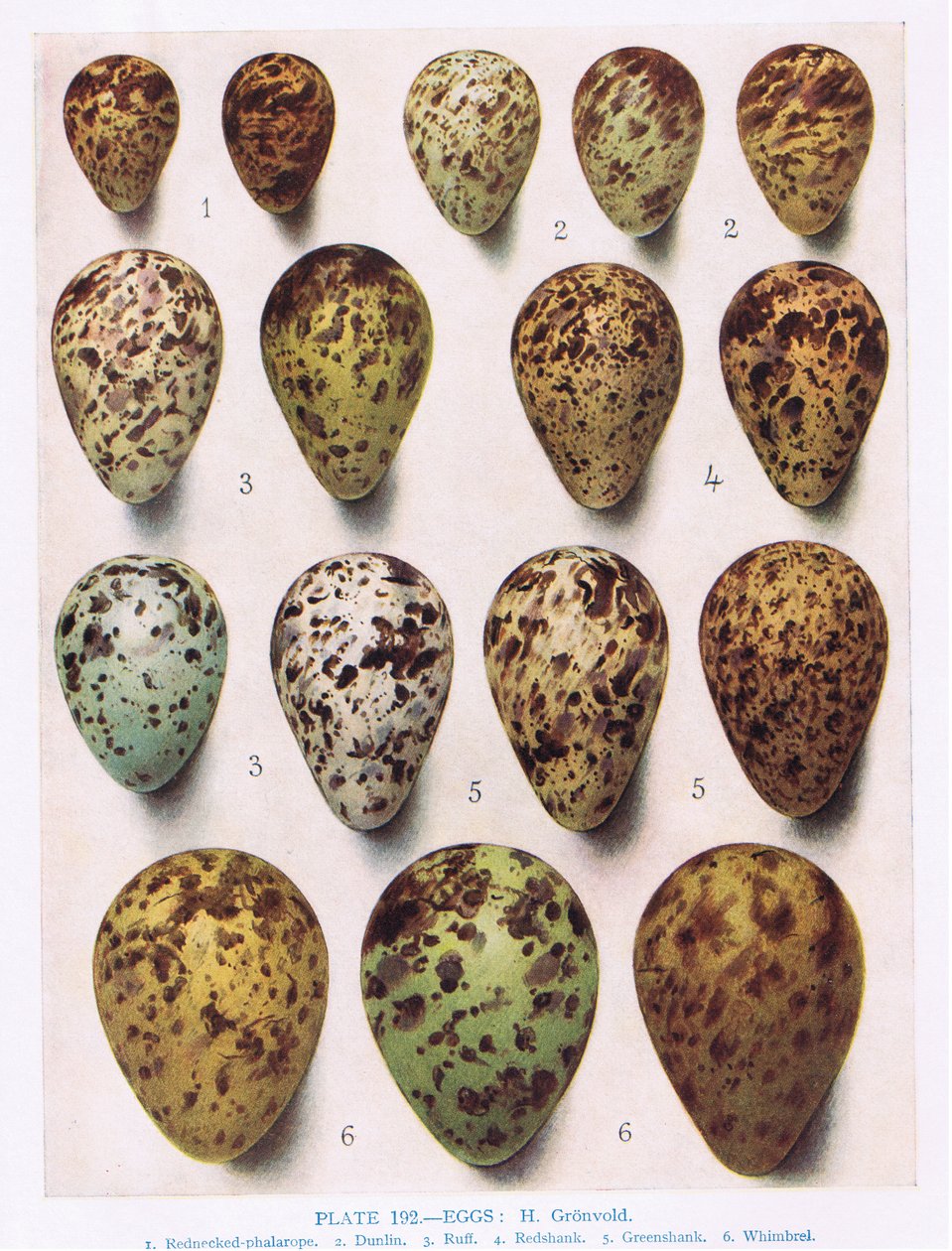 Eggs:Dotterell:Common Sandpiper:etc, ilustrace z 