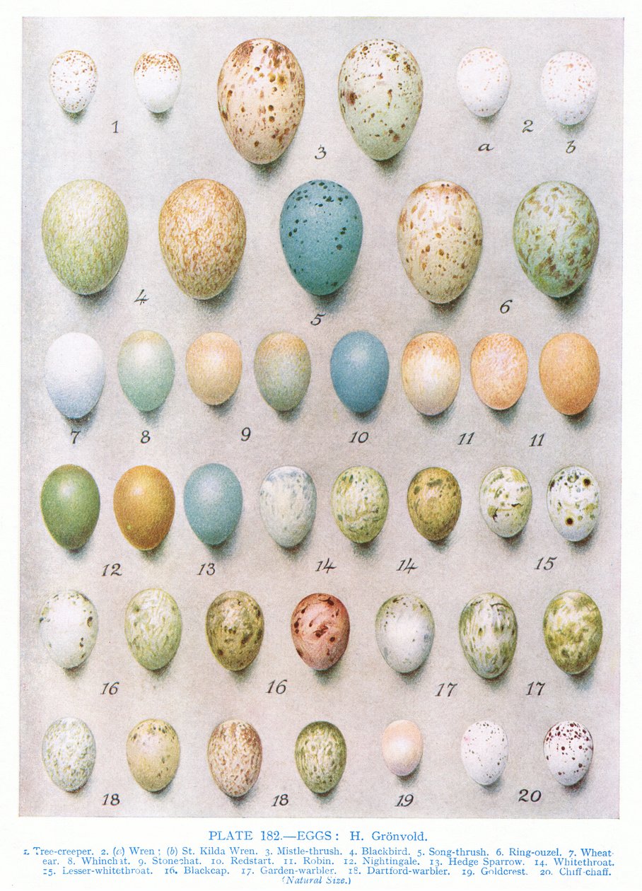 Eggs:Goldfinch:Goldfinch atd., ilustrace z 
