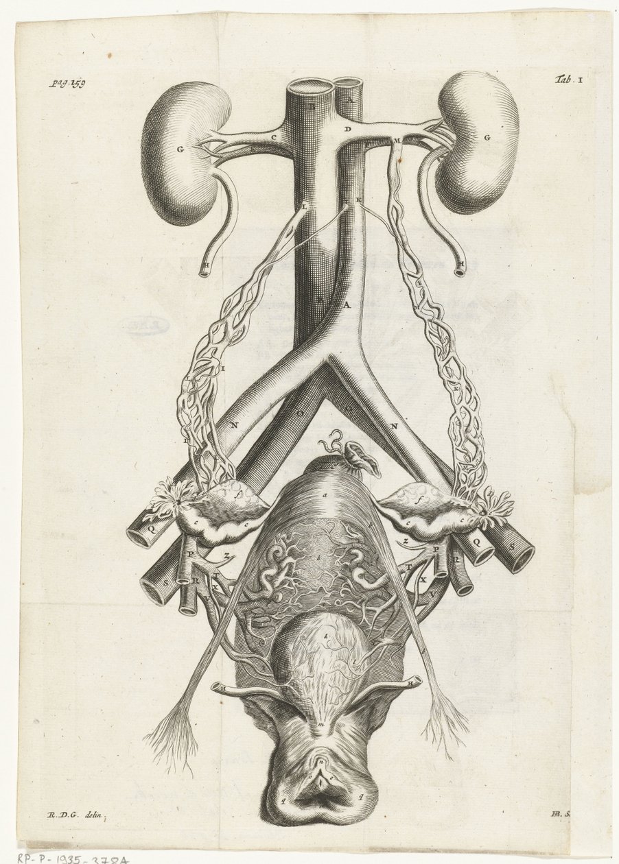 Anatomický obraz ženských genitálií a ledvin Knižní ilustrace pro: Reinier de Graaf, All the works, Amsterdam, 1686 od Hendrik Bary