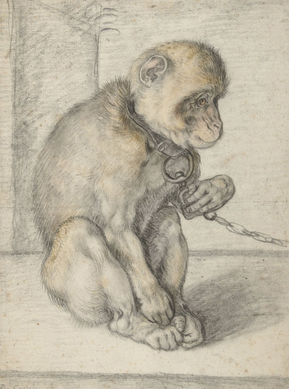 Sedící opice na řetězu, 1592-1602 (černé, okrové a červené křídy) od Hendrik Goltzius