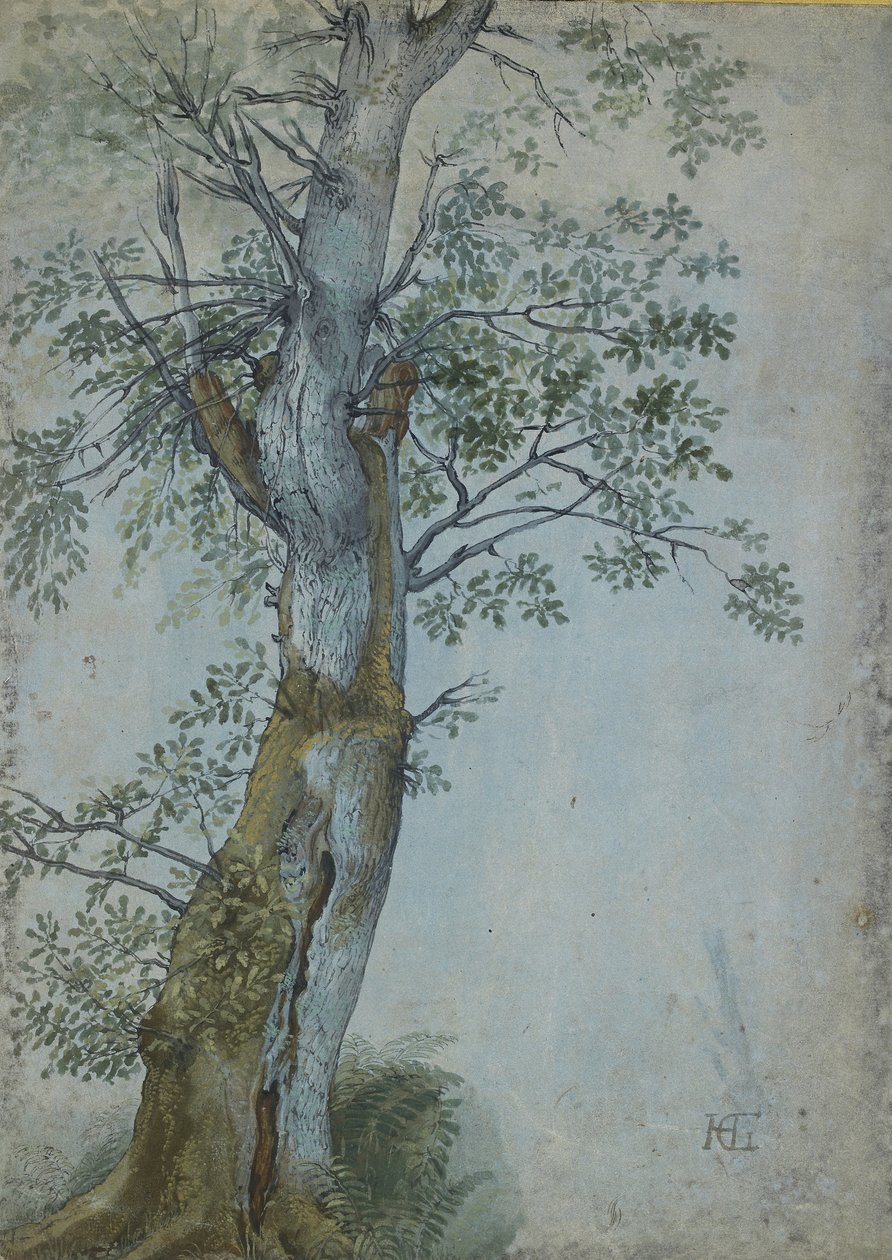 Study of a Tree, 1597-99 (pero tmavě hnědým inkoustem, štětec v barvě wc & bodycolor, zvýrazněno bílou na modrém papíře) od Hendrik Goltzius