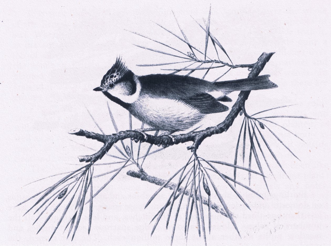 Scottish Crested Tits, Nature in Britain vydalo nakladatelství Collins, 1946 od Hendrik Gronvold