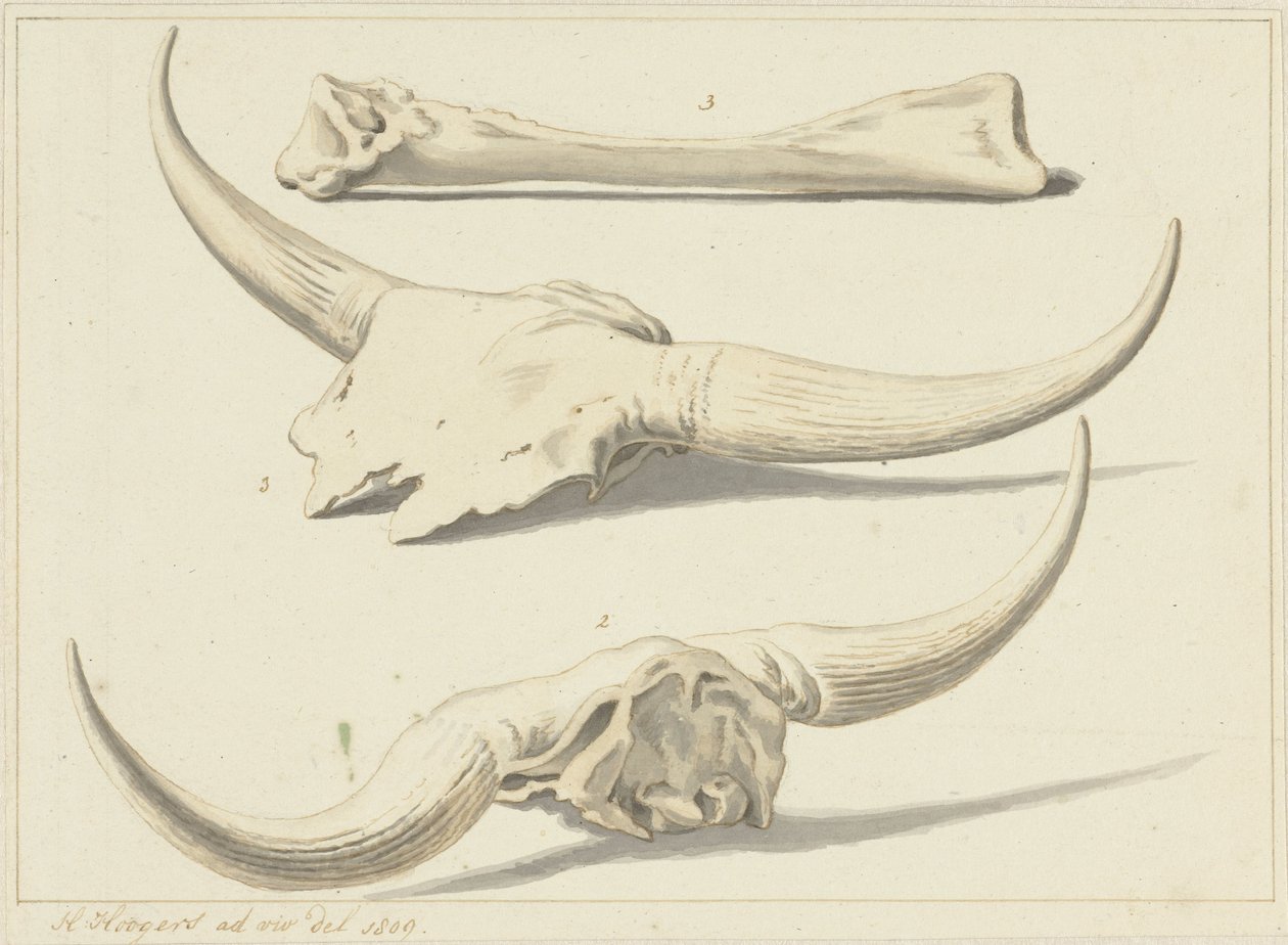 Fosilní kosti zubra, nalezené během povodně, 1809 od Hendrik Hoogers