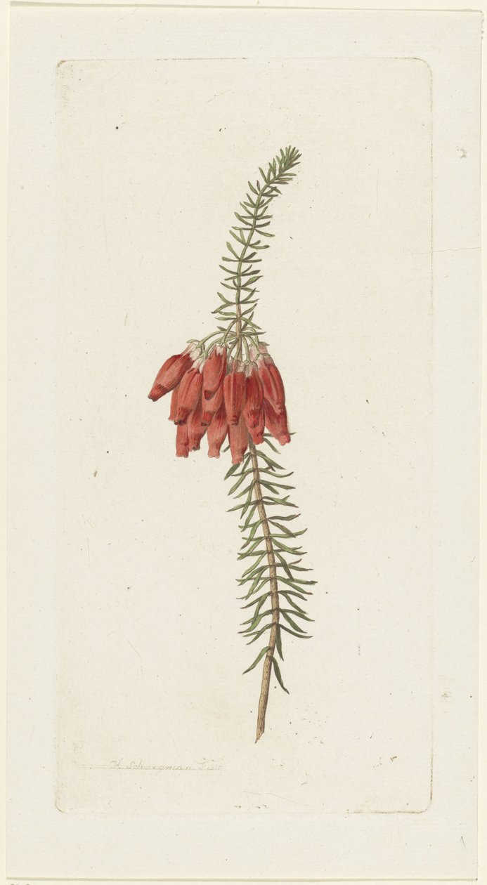 Květiny (Erica Mammosa) od Hendrik Schwegman