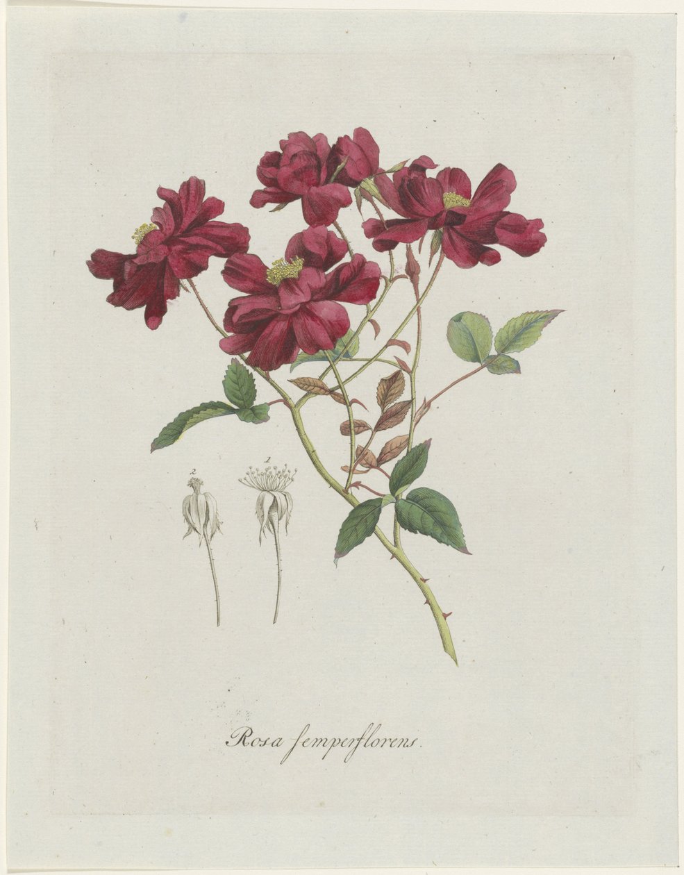 Čínský roos (Rosa chinensis Jacq.) Rosa semperflorens (název na objektu) od Hendrik Schwegman
