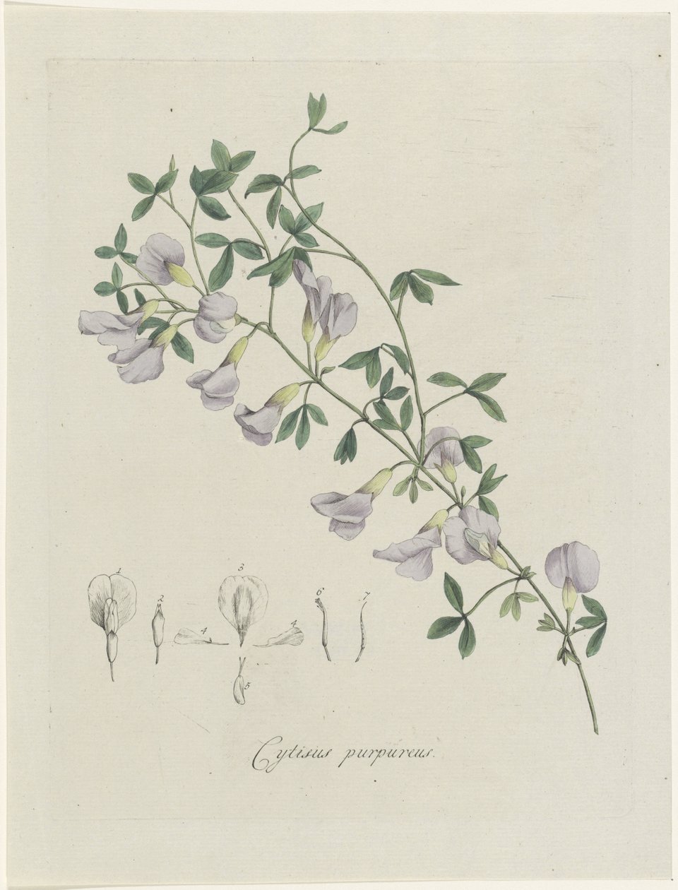 Cejn fialový Purple Cytisus (název na objektu) od Hendrik Schwegman