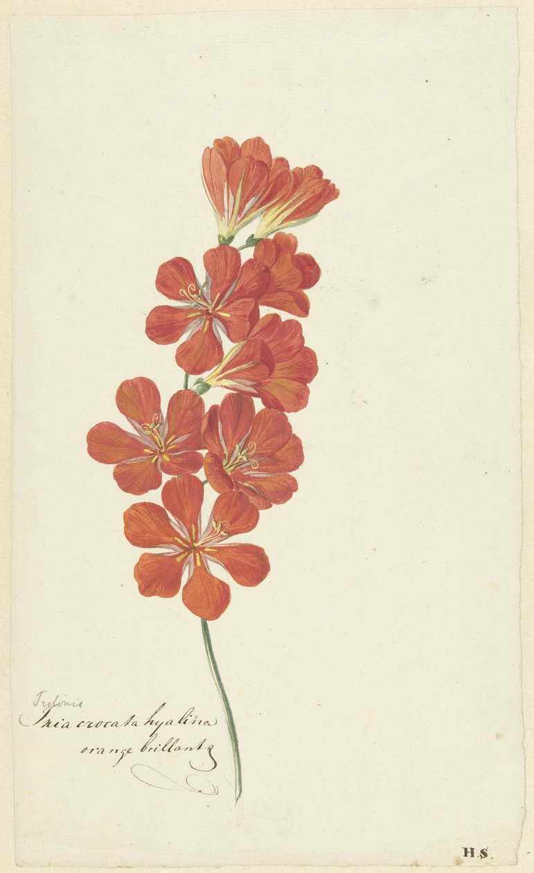 Tritonia Crocata (Flame Freesia) od Hendrik Schwegman