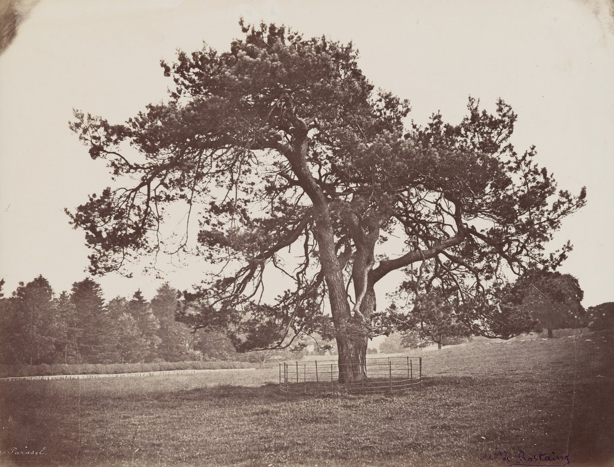 Hamilton Palace Park (Parasol Pine), asi 1858 (foto) od Henri Charles de Rostaing