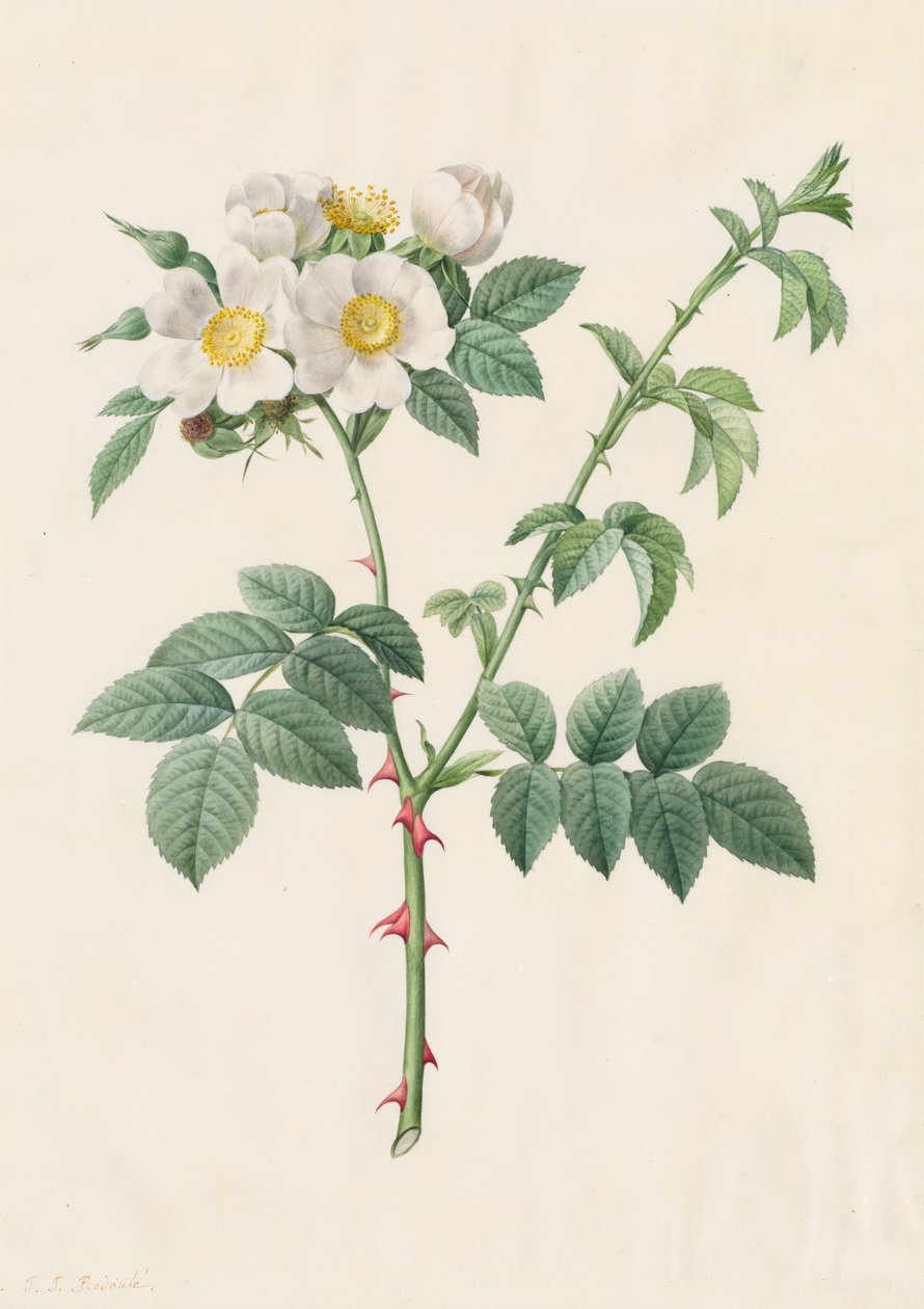 Brier Bush Rose nebo Dog Rose Rosa Leucantha, 1817-1824. od Pierre Joseph Redouté