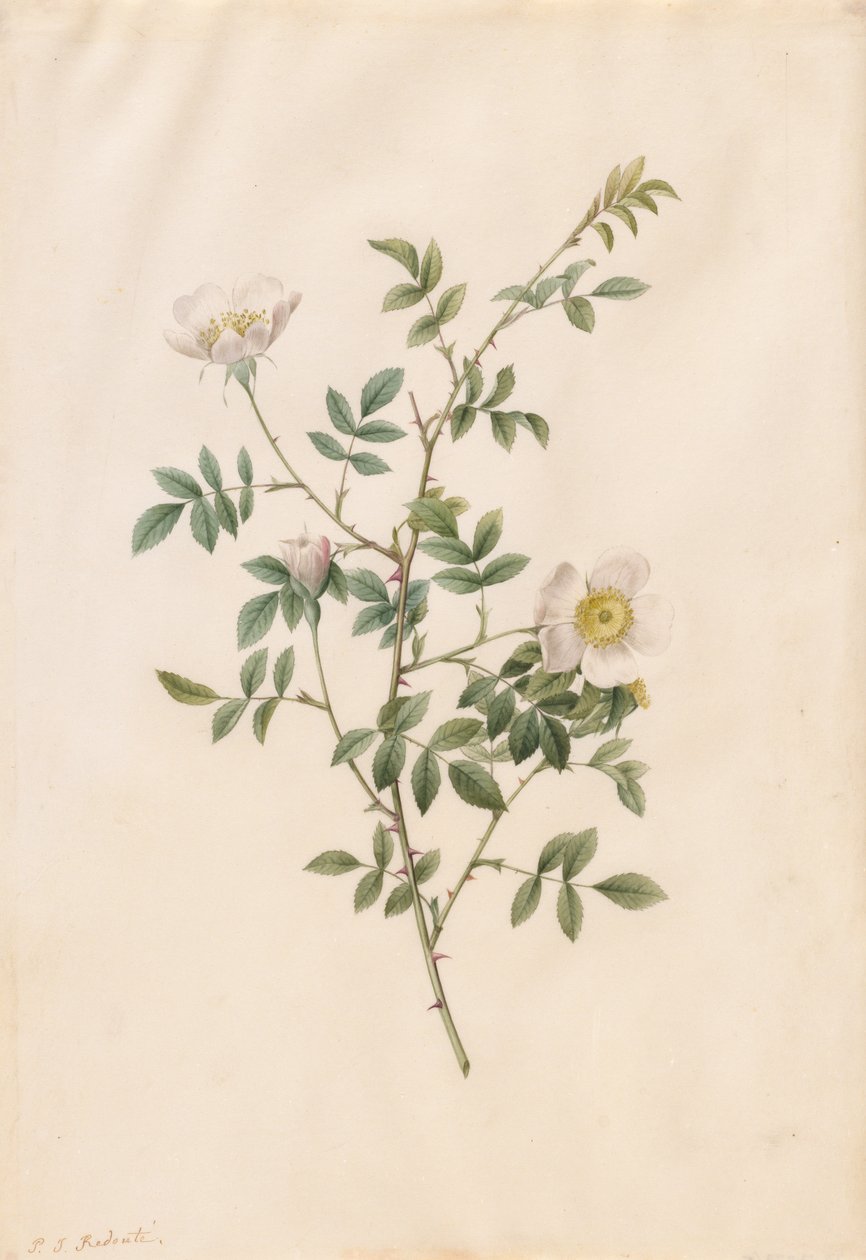 Brier Bush Rose nebo Dog Rose Rosa Sepium Rosea, 1817-1824. od Pierre Joseph Redouté
