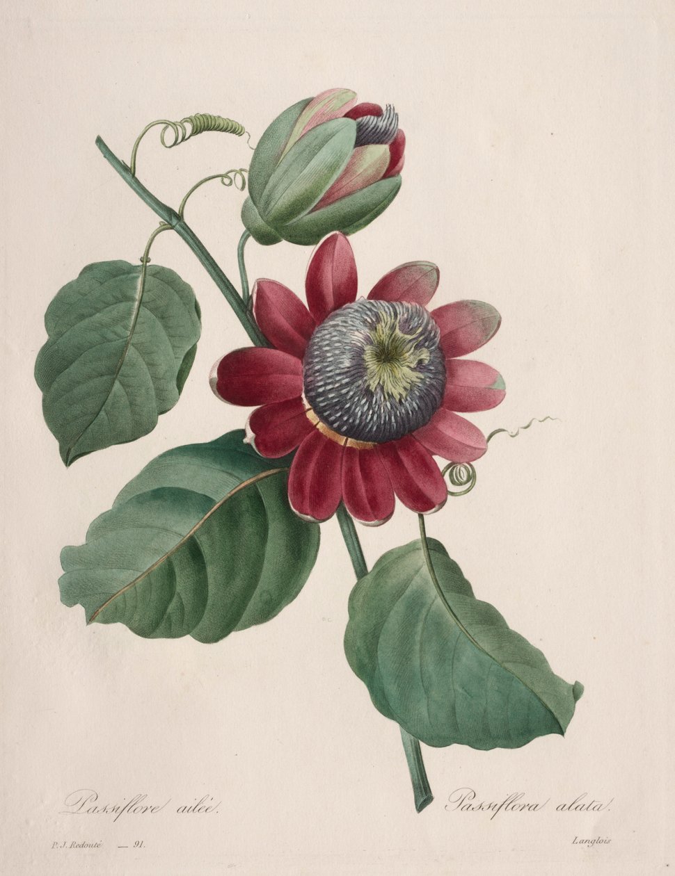 Výběr z nejkrásnějších květin...nejkrásnějších plodů: Passiflore ailee, 1827. od Pierre Joseph Redouté