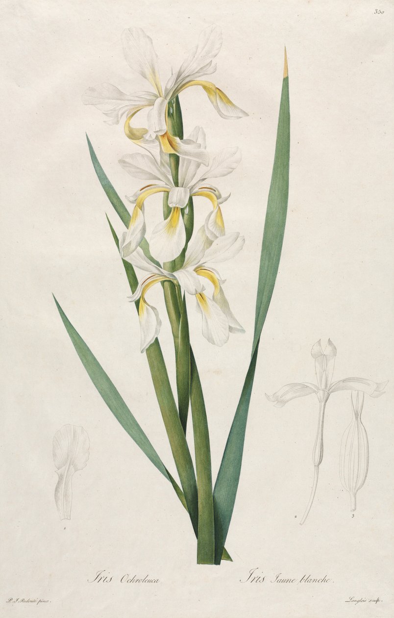 Iris se zlatým pruhem, 1812. od Pierre Joseph Redouté