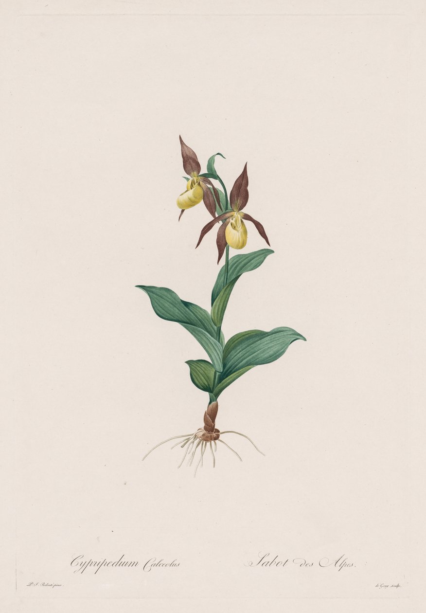 Les Liliacées: Cypripedium boty, 1802-1816. od Pierre-Joseph Redouté