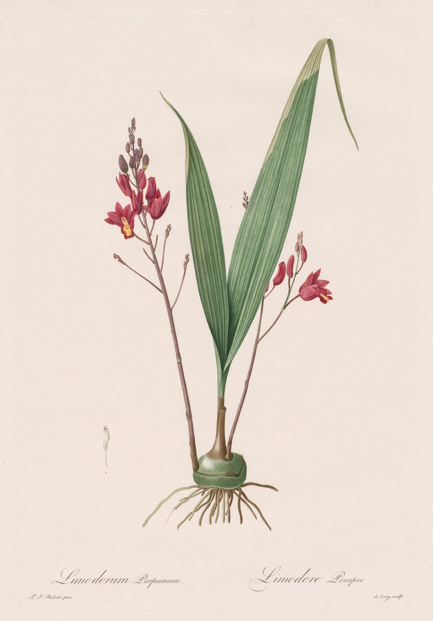 Les Liliacées: Limodorum purpureum, 1802-1816 od Pierre Joseph Redouté