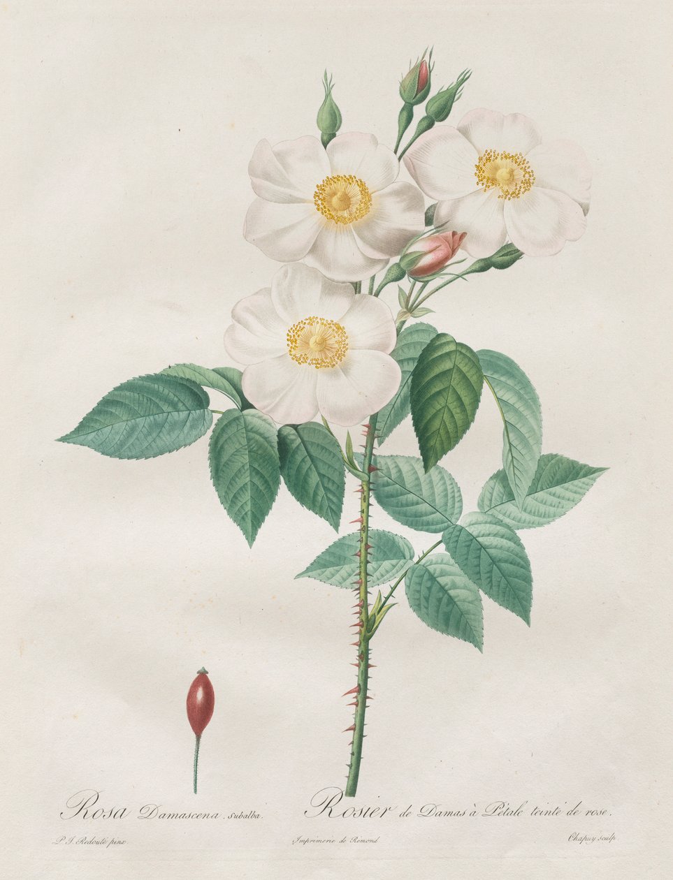 Les Roses: Rosa Damascena, subalba, 1817-1824. od Pierre Joseph Redouté