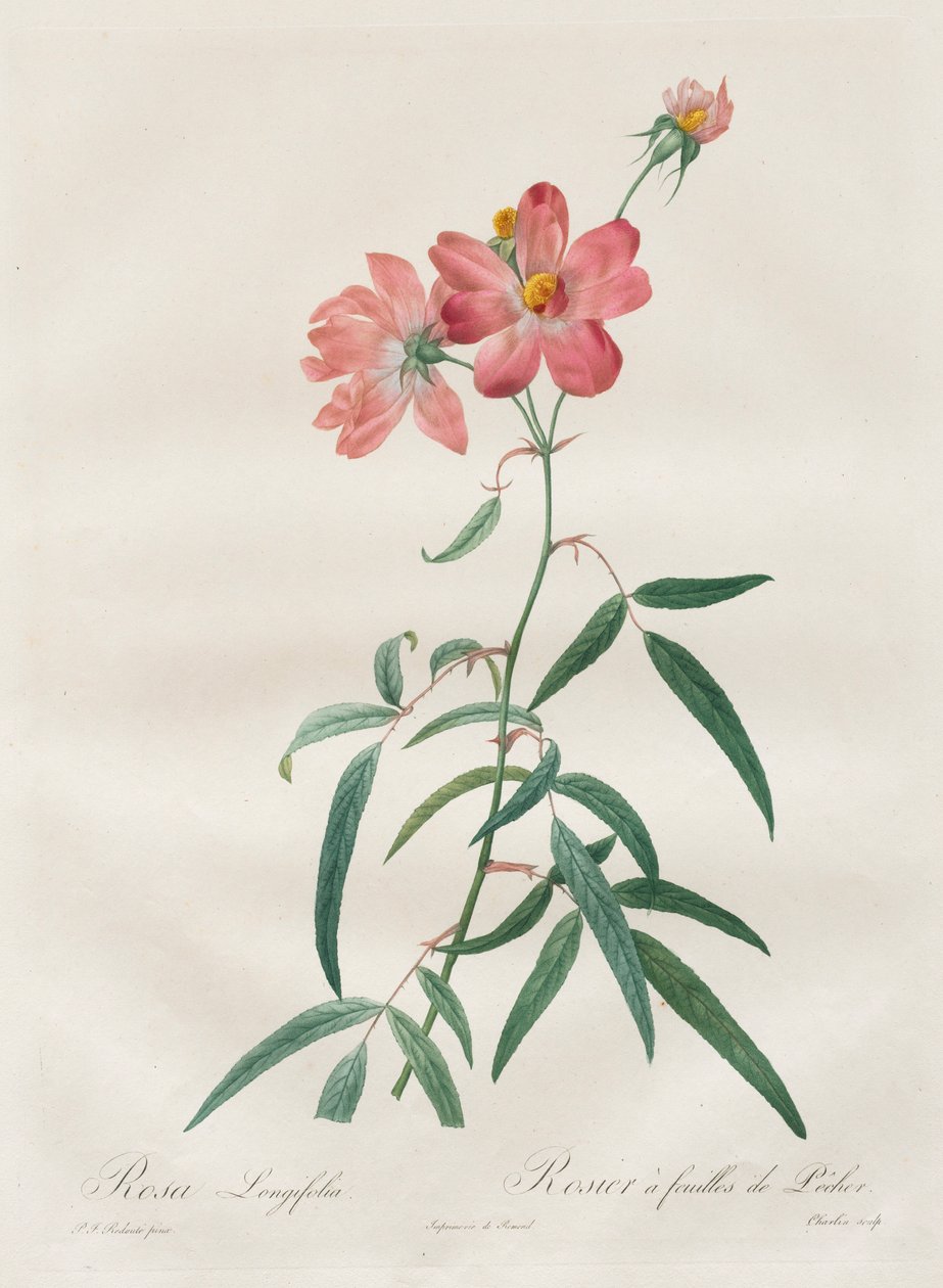 Růže: Rosa Longifolia, 1817-1824. od Pierre Joseph Redouté