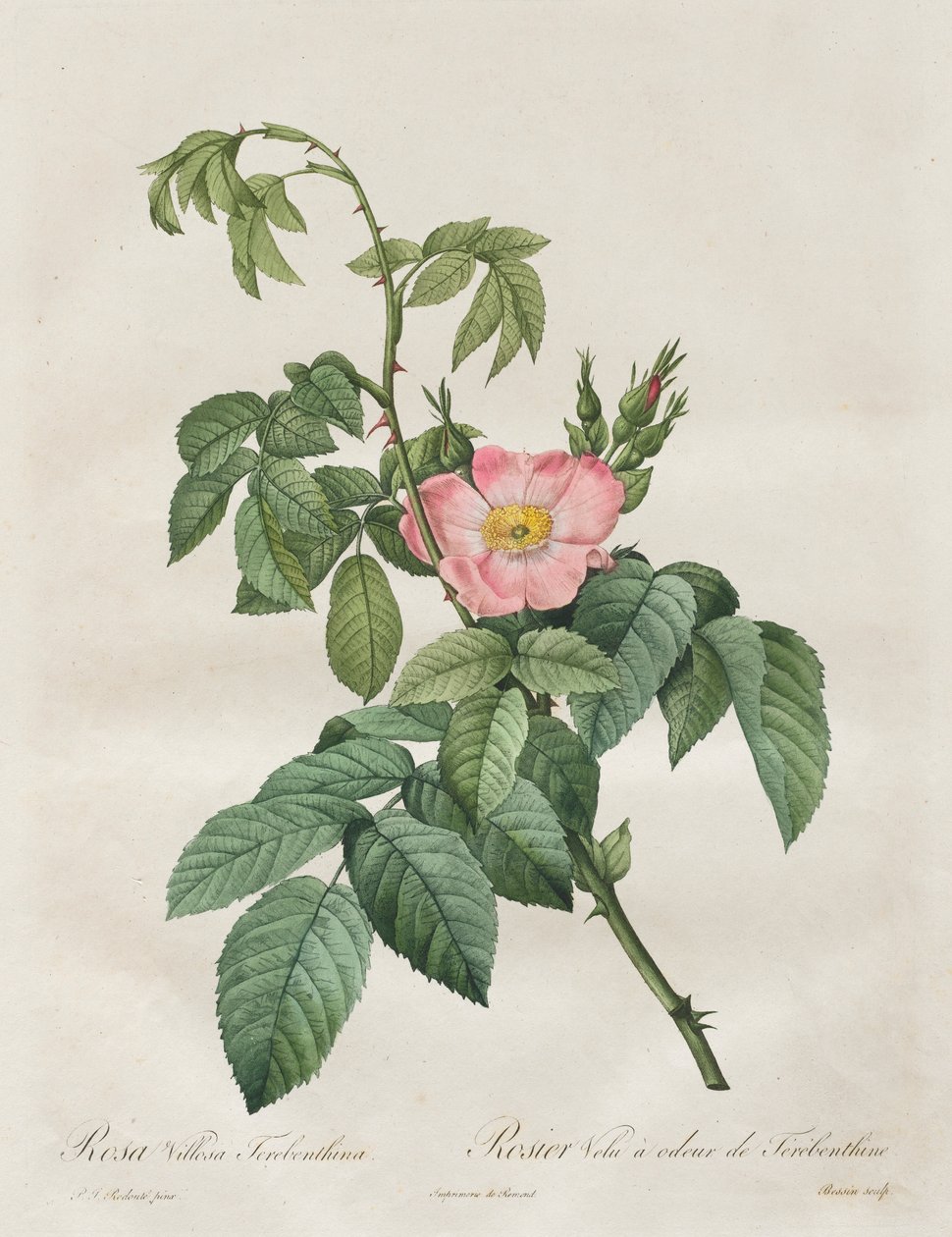 Růže: Rosa Villosa Terebenthina, 1817-1824. od Pierre Joseph Redouté