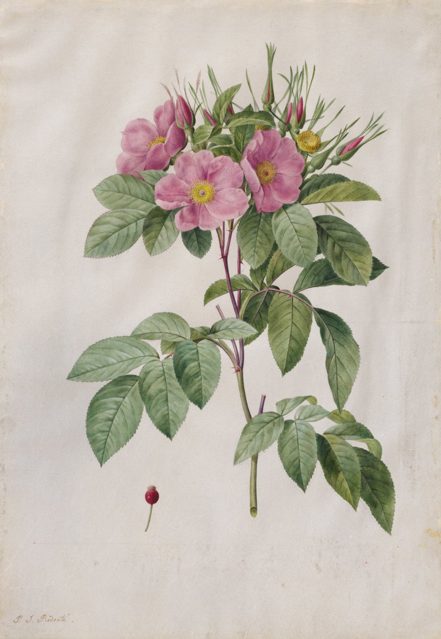 Pasture Rose Rosa Carolina Corymbosa, 1817-1824. od Pierre Joseph Redouté