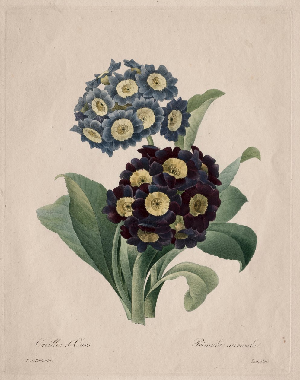 Primula auricula, 1827. od Pierre Joseph Redouté