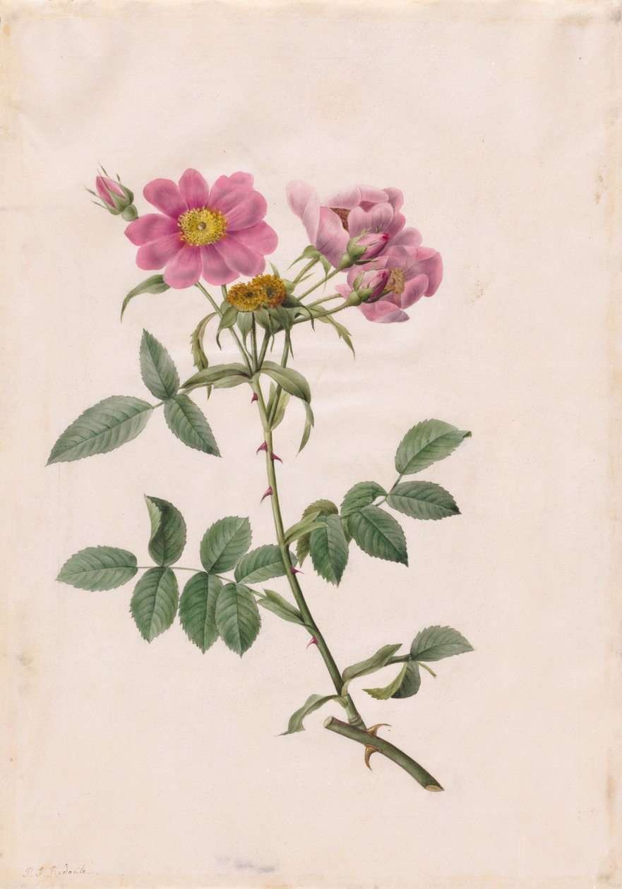 Rosa Monsonian Hill, 1817-1824. od Pierre Joseph Redouté