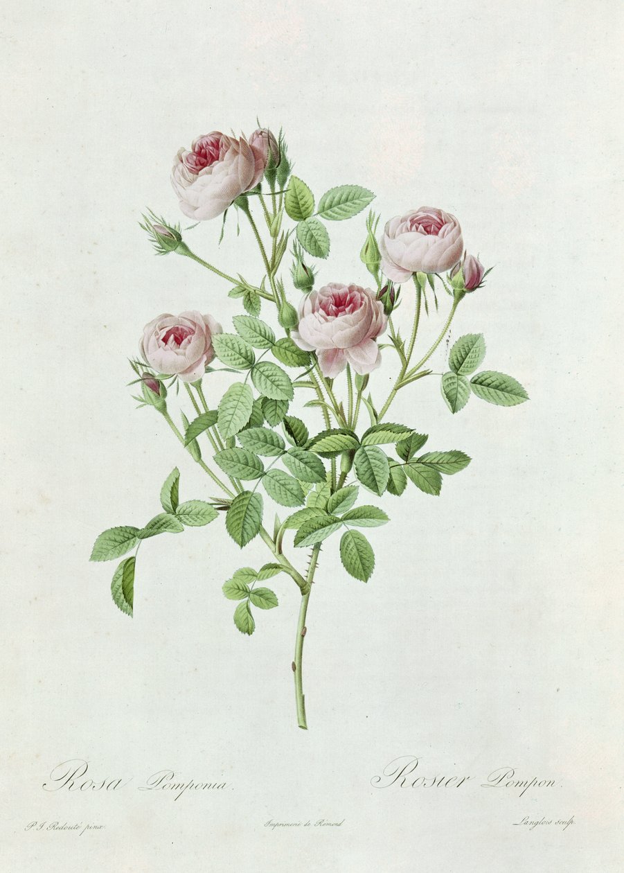 Rosa Pomponia, z „Les Roses“ od Clauda Antoina Thoryho (1757-1827), vyryla Eustache Hyacinthe Langlois (1777-1837) 1817 od Pierre Joseph Redouté