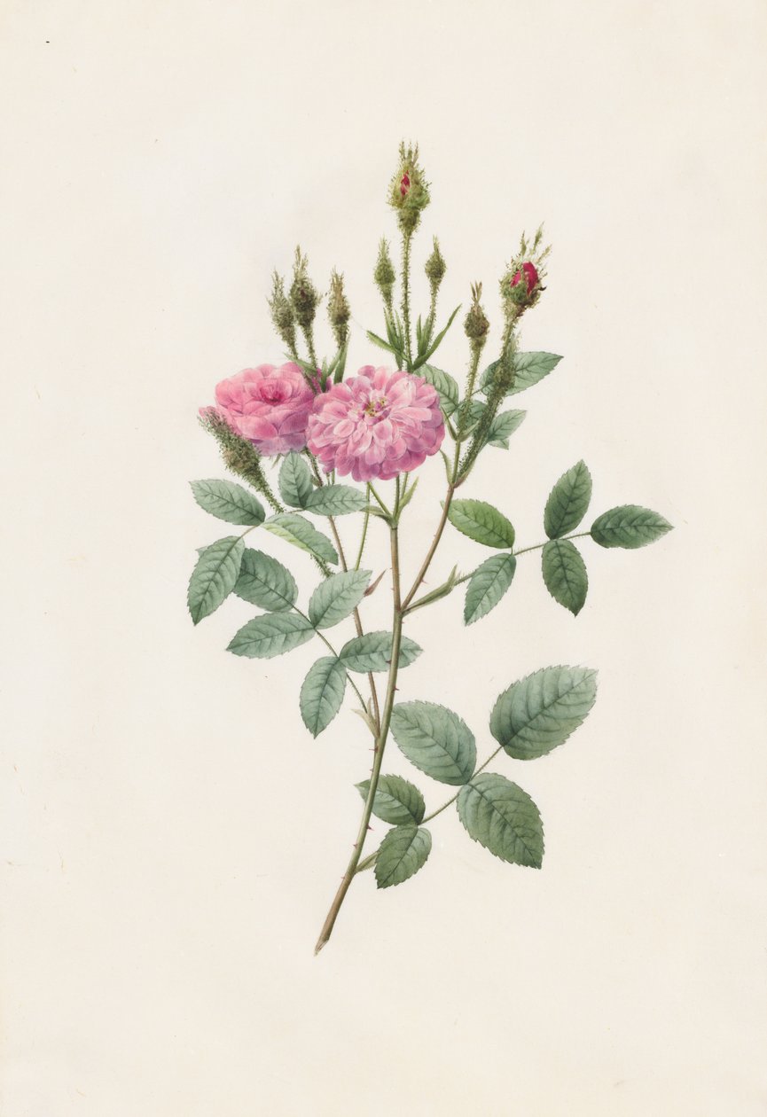 Rosa Pomponiana Muscosa, 1817-1824. od Pierre Joseph Redouté