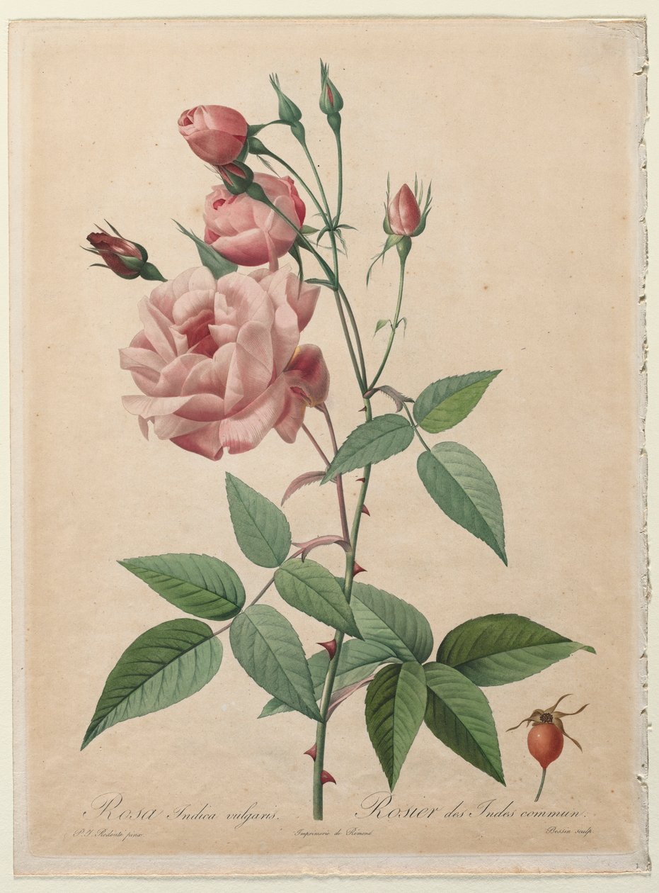 Růže: Čína nebo Bengálská růže, 1817-1824. od Pierre Joseph Redouté