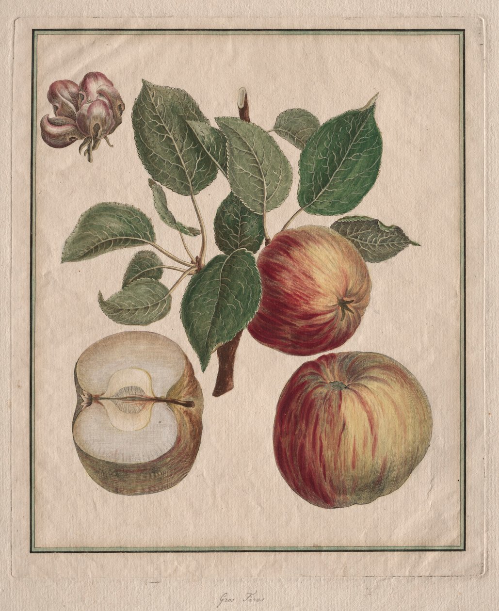 Jablko s listovým a ovocným květem, 1768. od Henri Louis Duhamel du Monceau