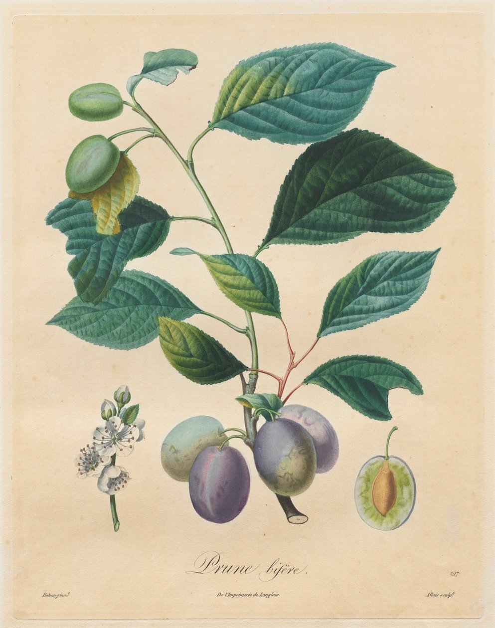 Pojednání o ovocných stromech: Prune bifère, 1808-1835. od Henri Louis Duhamel du Monceau